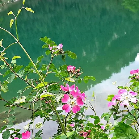 Apartament Petter See